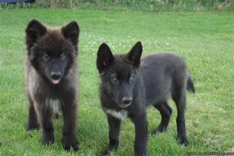 High Content Wolf Dog Puppies 2 Black Phase Males Price 50000 For