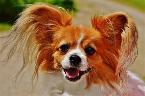 10 Fun Facts About The Papillon Dog Your Dog Advisor