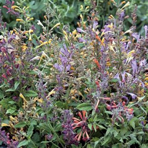 Fragrant Carpet Hummingbird Mint Mix Seeds Hummingbird Mint Purple