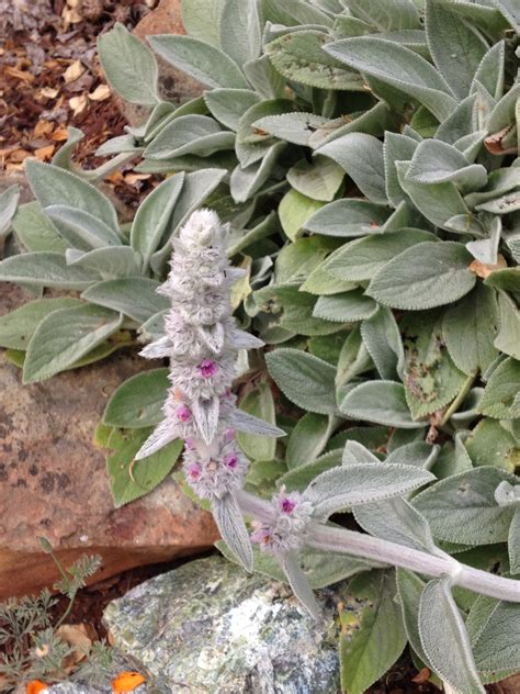 Mulling over mullein | benefits and uses with yarrow willard (herbal jedi). Mullein vs. Lamb's Ear