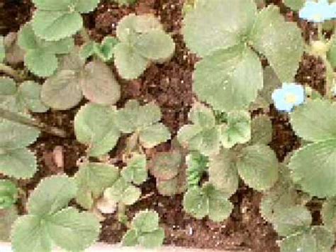 Check spelling or type a new query. Strawberries in grow box time lapse (2 weeks) - YouTube