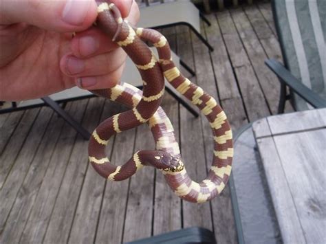 Kingsnake Com Photo Gallery Reptiles And Amphibians