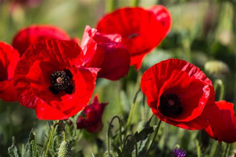 Apr 25, 2021 · poppy plant care involves the deadheading of spent flowers, resulting in more prolific blooms of the poppy plant. Poppy Flower Part 2 | WeNeedFun