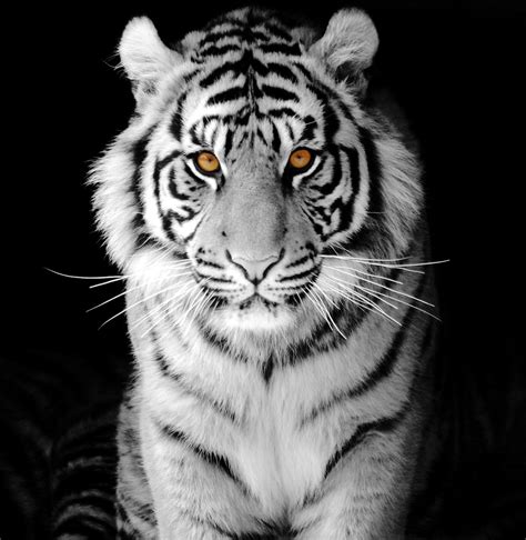 ܥܝܢܐ ܕܢܡܪܐ The Eyes Of A Tiger Are Really Beautiful