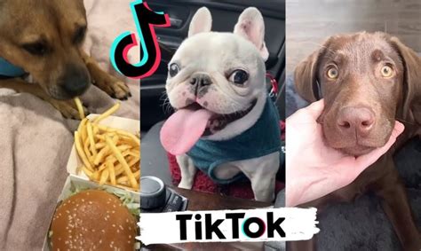 Tiktoks That Make You Laugh Funny Dogs Of Tik Tok Cutest Puppies