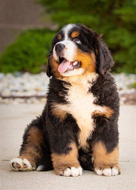 Daily Dose February 20 2020 Berner Baby Love Bernese Mountain