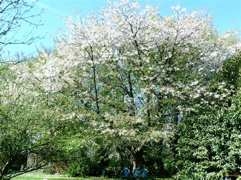 Photo : Merisier...Prunus avium...ou Cerisier des oiseaux