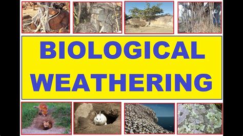 How Do Plants Cause Biological Weathering 13 Most Correct Answers