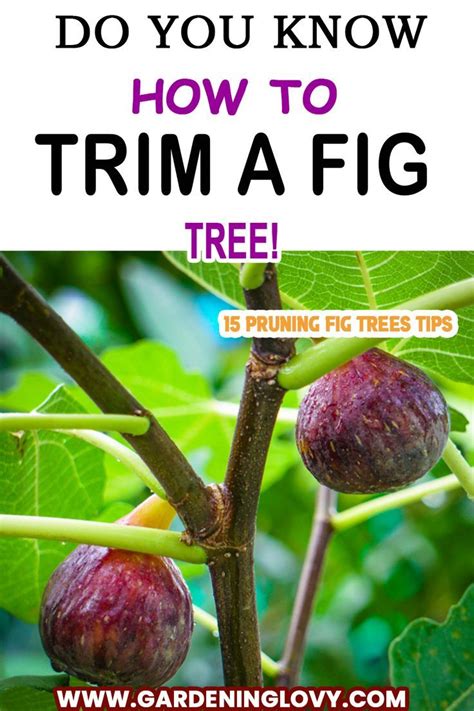 Easy Ways For Trimming Your Fig Tree Step By Step Fig Fruit Tree Fig