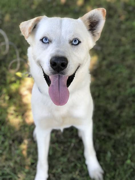 Husky Lab Mix Puppies For Sale Uk Puppiesc