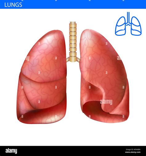 Los Pulmones Anatomía Ilustración Realista Vista Frontal En Detalle