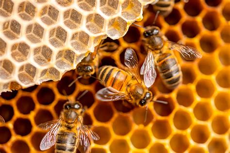 How Is Organic Honey Produced What Are The Properties Of Honey Bio