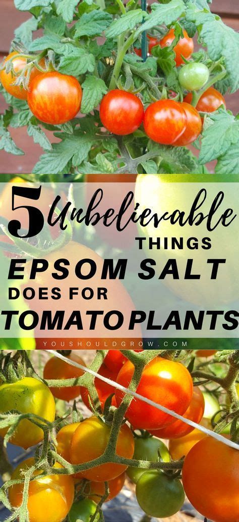 5 Unbelievable Things Epsom Salt Does For Tomato Plants Tomato Garden