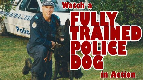 Watch A Police Dog In Action Australia Nz Police Dog Champion Youtube
