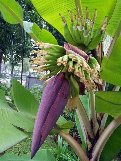 Banana Tree Flower Free Stock Photo Public Domain Pictures