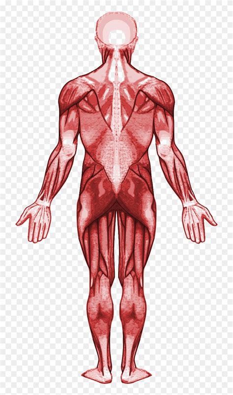 File Muscular System Back Svg Parts And Function Of Muscular