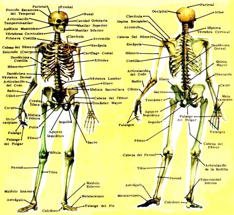 Nombres De Los Huesos Del Cuerpo Humano Esqueleto Humano