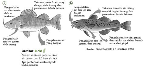 Sistem taksir sendiri adalah satu konsep bayar, taksir sendiri dan fail. Contoh Adaptasi Fisiologi Pada Hewan