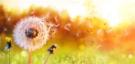 Dandelion In Field At Sunset Air And Blowing Stock Photo Download