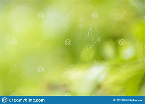 Nature View Of Green Leaves Under The Sun Natural Green Tree Us Stock