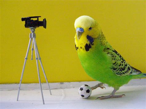 Funny Budgies Nice Pictures 2012 Funny Animals