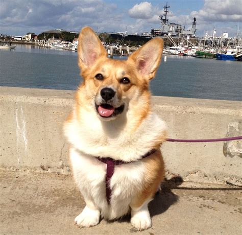 We are not responsible for transactions for animals you find on this site. Sookie the Corgi hanging out at San Diego Bay. | Corgi ...