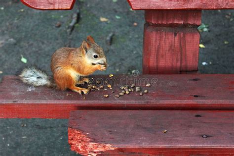 Squirrel On The Bench Eating Nuts Stock Image Image Of Sitting