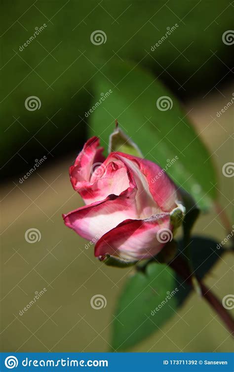 Pink And White Rose Bud With Water Drops On The Petals Macro Shot