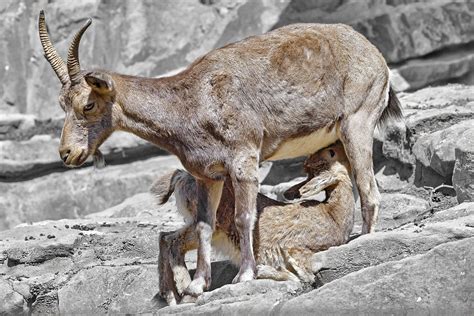 Animal Siberian Ibex Free Photo On Pixabay Pixabay