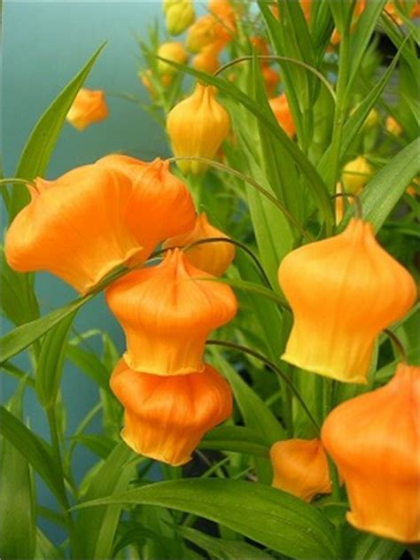 They are not only amazing florists, but amazing women. Sandersonia, Lantern shaped orange-yellow flowers ...