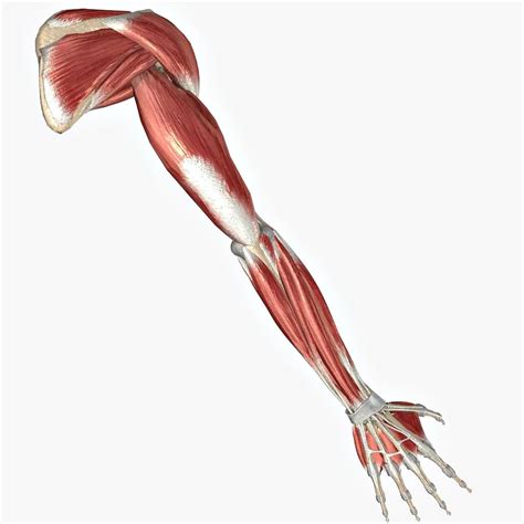 Arm Muscles Diagram Somsoarmmusclemodellabeled Upper Extremity