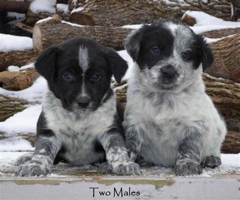 Blue Heeler x Border Collie Puppies ready now!! for sale in Wellesley, Ontario - Nice Pets Online