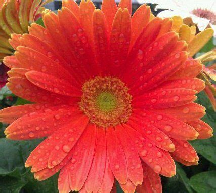 You can send flowers for any occasion. About - Potratz Floral Shop and Greenhouses