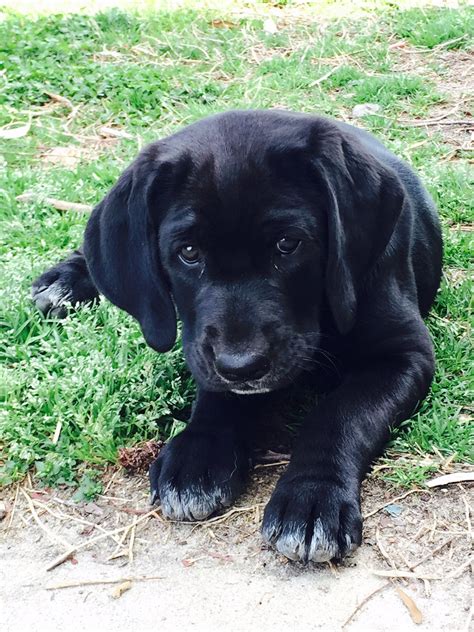 Check spelling or type a new query. Puppy Genevieve, 5 weeks old | Puppies, Labrador retriever, Labrador