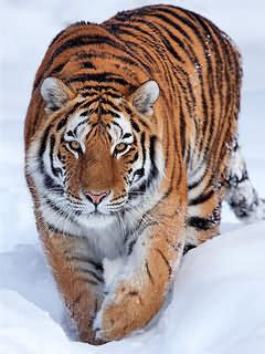 Download all photos and use them even for commercial projects. Zedge Wallpapers