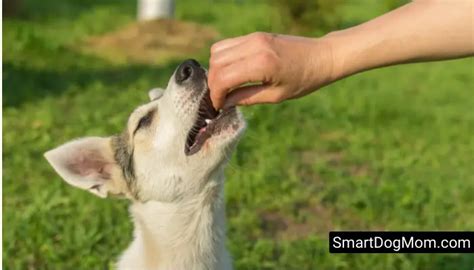 25 Ways Youre Hurting Dog Without Realizing Smart Dog Mom