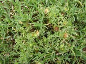 Roundup and also weed killer, i can kill them but its the loose ones i cant get rid of they are everywhere!! 9 best Burrs and stickers killer images on Pinterest | Landscaping ideas, Yard ideas and ...