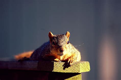 Squirrel Photograph By Daniel Martinez Fine Art America
