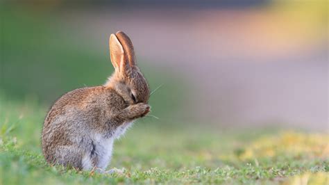Cute Bunny