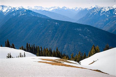 Hurricane Ridge Winter Stock Photos Pictures And Royalty Free Images