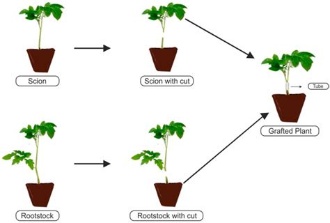 Tomato Grafting A Global Perspective In Hortscience Volume 52 Issue