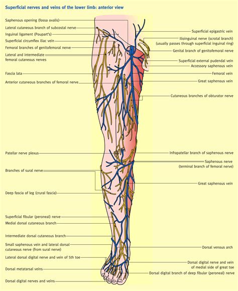 The Femoral Triangle And Superficial Veins Of The Leg Anaesthesia Intensive Care Medicine