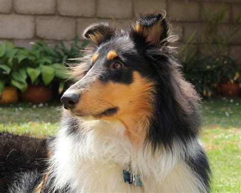 collie dogs breed | cute puppy pictures | cute dogs pictures | cute dog ...