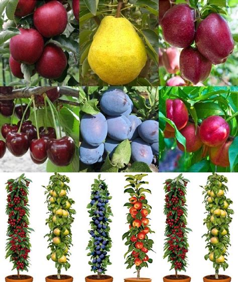 Dwarf Patio Pillar Fruit Trees Mini Orchard Collection 6 Different Trees
