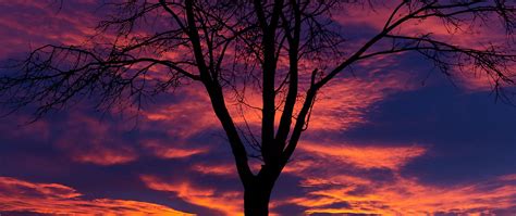 All guided and taught by artist tracie kiernan. Download wallpaper 2560x1080 sunset, tree, silhouette dual ...