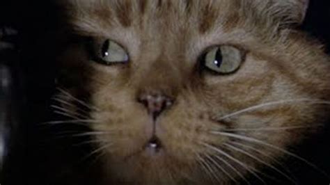50 Greatest Movie Cats Alien 1979 Cat Day Cats