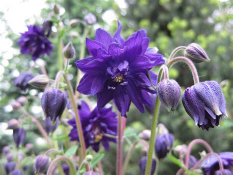 Aquilegia vulgaris 'Blue Barlow' 2011 - Rotary Botanical Gardens