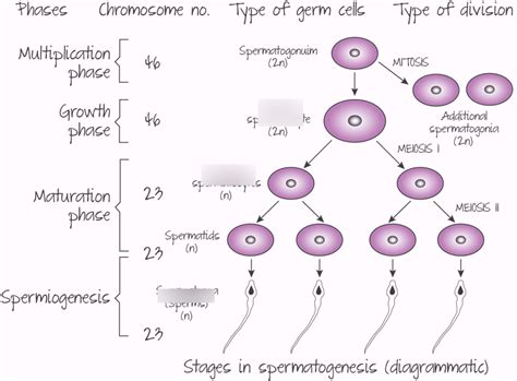 what is spermatogenesis explain with the help of a diagram riset