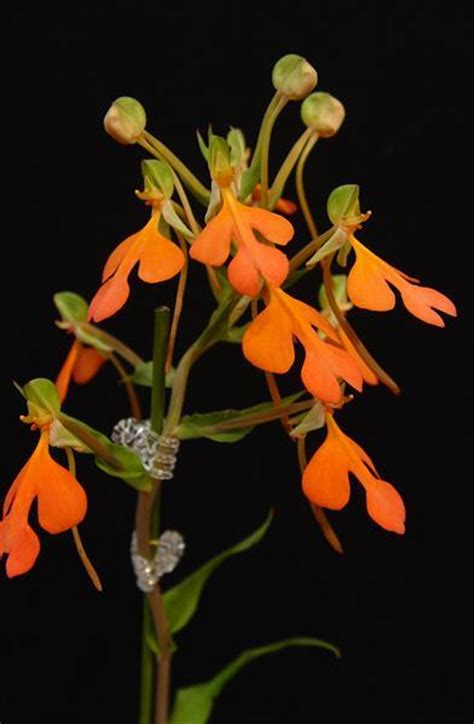 Habenaria Rhodocheila Orchidweb