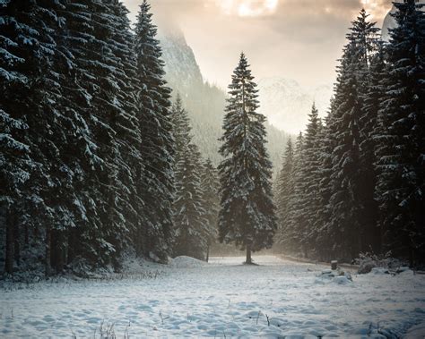 Forest Trees Mountains Snow Winter Nature Landscape Wallpapers Hd